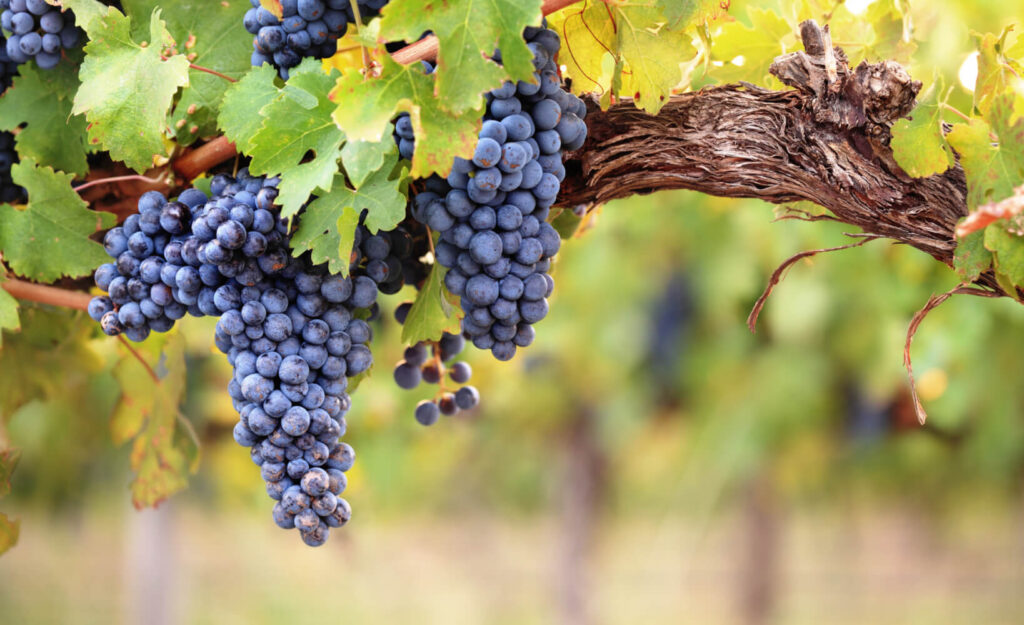 hanging-grapes-farm-vineyard-experience