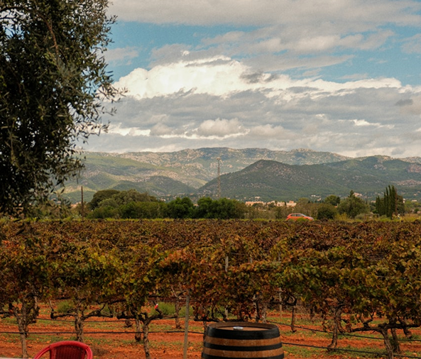 Temecula wine country vineyard landscape